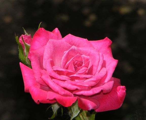 Wild Plum photo wp2012_06070005.jpg